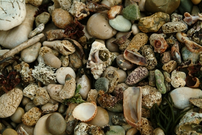 Frutti e colori del mare